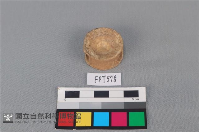 鯊魚骨藏品圖，第1張