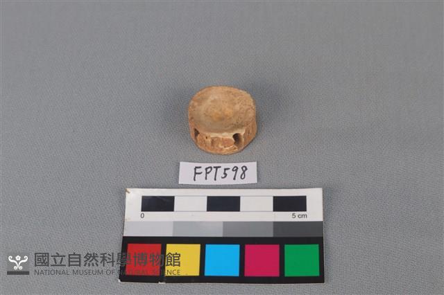 鯊魚骨藏品圖，第1張