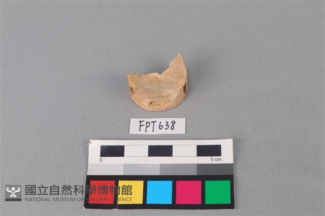 鯊魚骨藏品圖，第1張