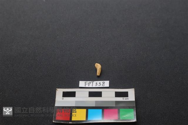 鹿骨藏品圖，第1張