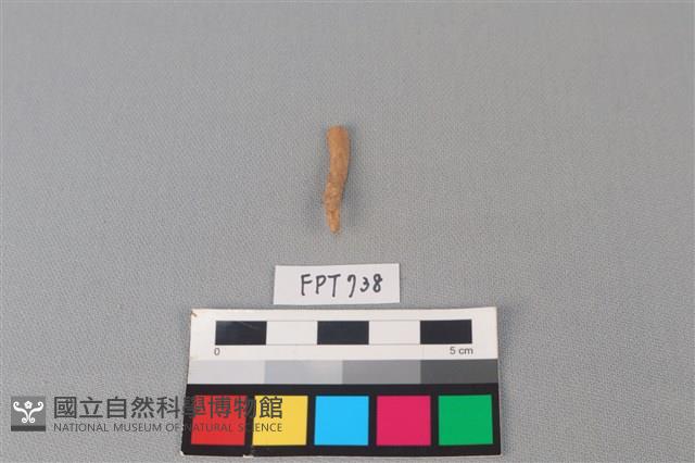 鯊魚骨藏品圖，第1張
