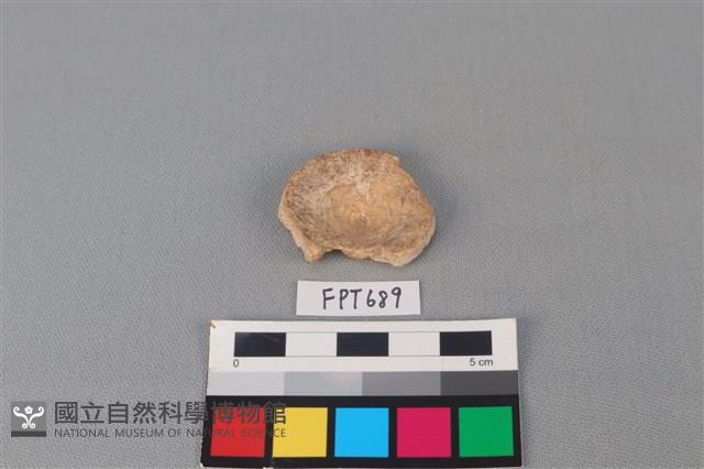 鯊魚骨藏品圖，第1張