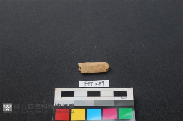 哺乳類動物骨藏品圖，第1張