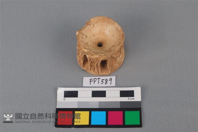 鯊魚骨藏品圖，第1張