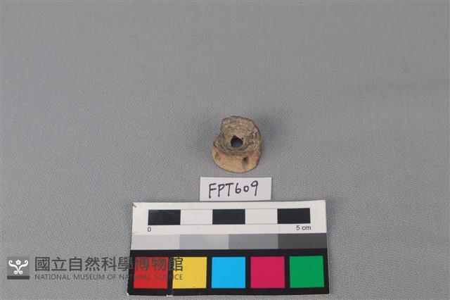 鯊魚骨藏品圖，第1張