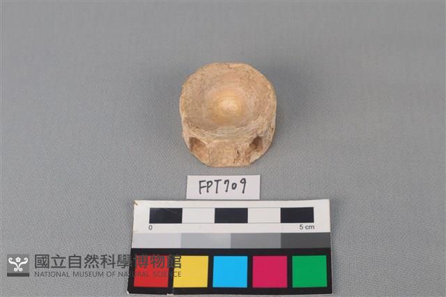鯊魚骨藏品圖，第1張