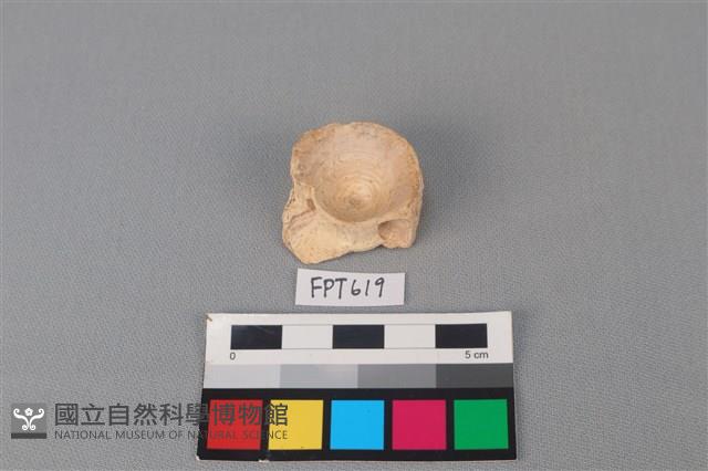 鯊魚骨藏品圖，第1張