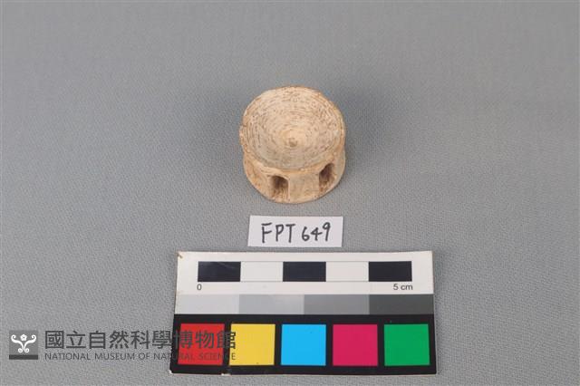 鯊魚骨藏品圖，第1張