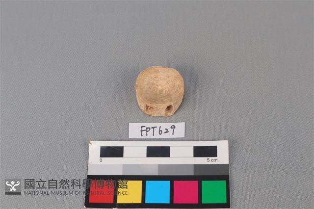 鯊魚骨藏品圖，第1張