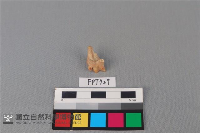 鹿骨藏品圖，第1張