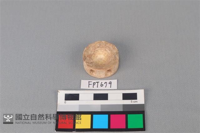 鯊魚骨藏品圖，第1張