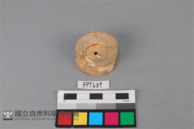 魚骨藏品圖，第1張
