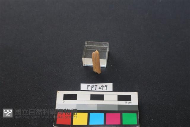 鹿骨藏品圖，第1張