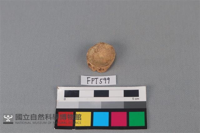 鯊魚骨藏品圖，第1張
