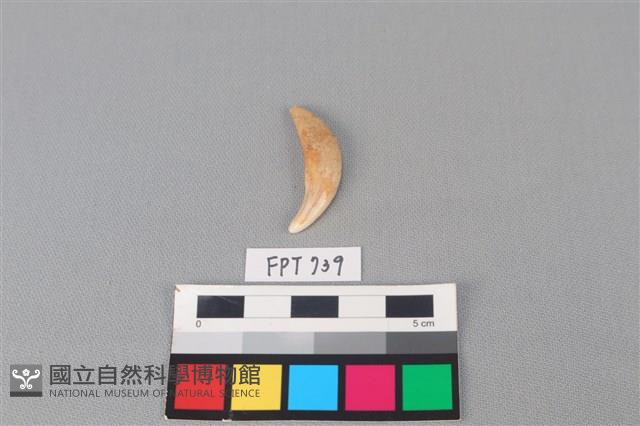 狗骨藏品圖，第1張
