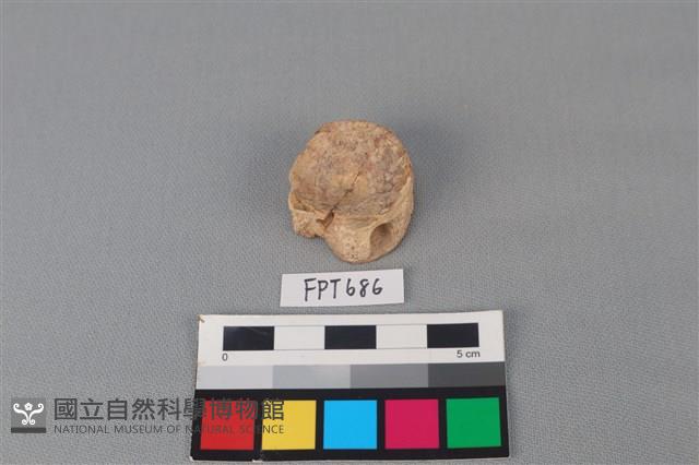 鯊魚骨藏品圖，第1張