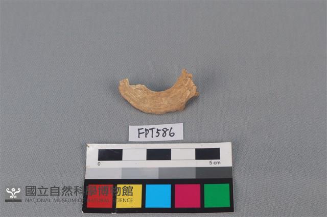 鯊魚骨藏品圖，第1張