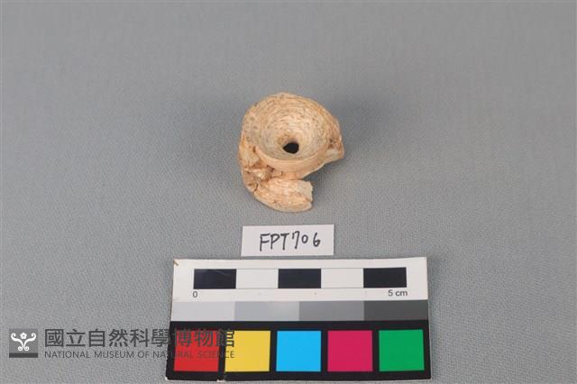 鯊魚骨藏品圖，第1張