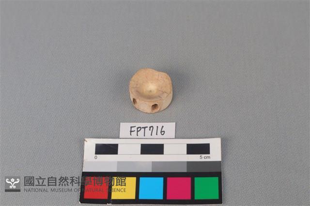 鯊魚骨藏品圖，第1張