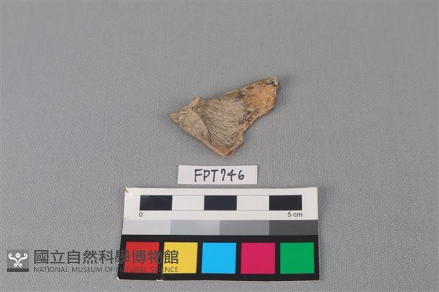 魚骨藏品圖，第1張