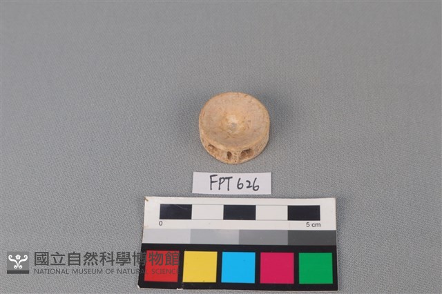鯊魚骨藏品圖，第1張