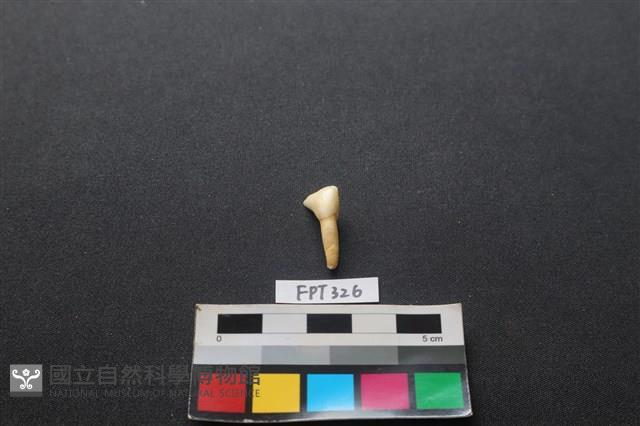 鹿骨藏品圖，第1張