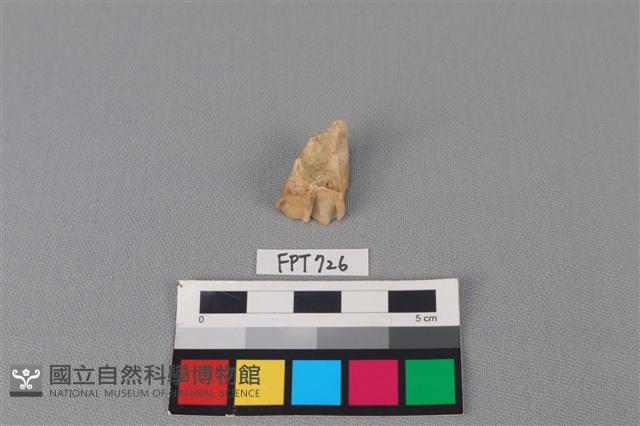 鹿骨藏品圖，第1張