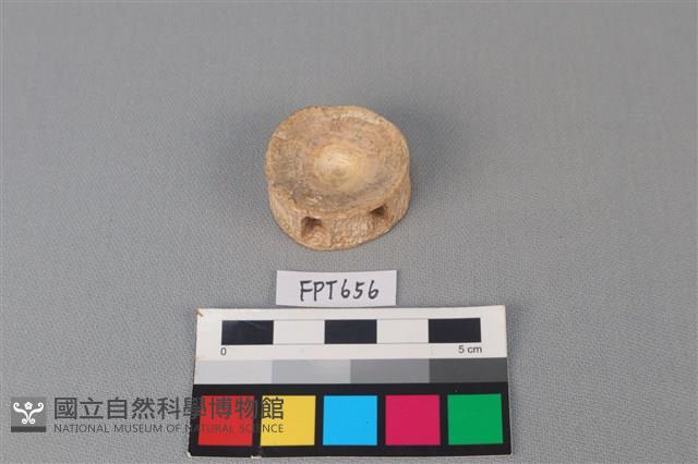 鯊魚骨藏品圖，第1張