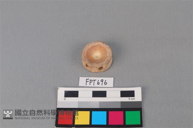 鯊魚骨藏品圖，第1張