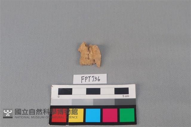 哺乳類動物骨藏品圖，第1張