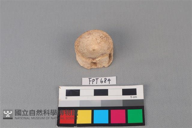 鯊魚骨藏品圖，第1張