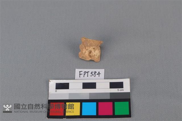 鯊魚骨藏品圖，第1張
