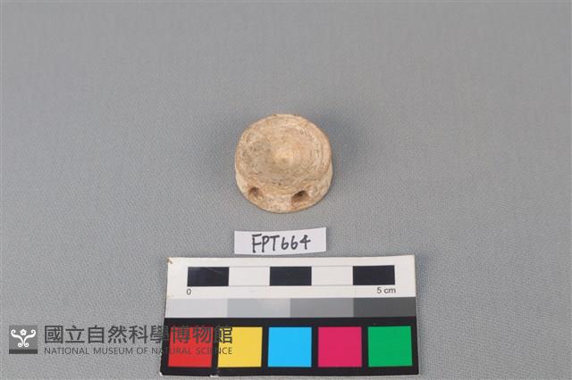鯊魚骨藏品圖，第1張