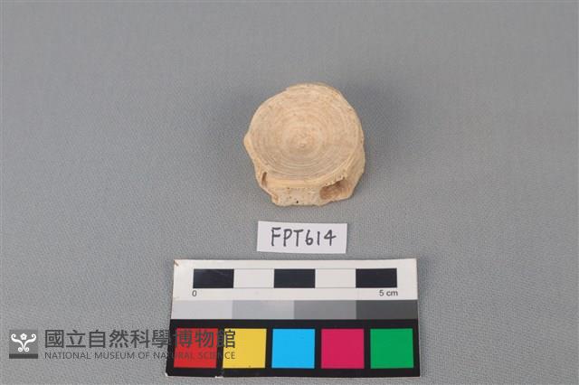 鯊魚骨藏品圖，第1張