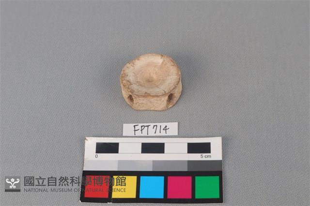 鯊魚骨藏品圖，第1張