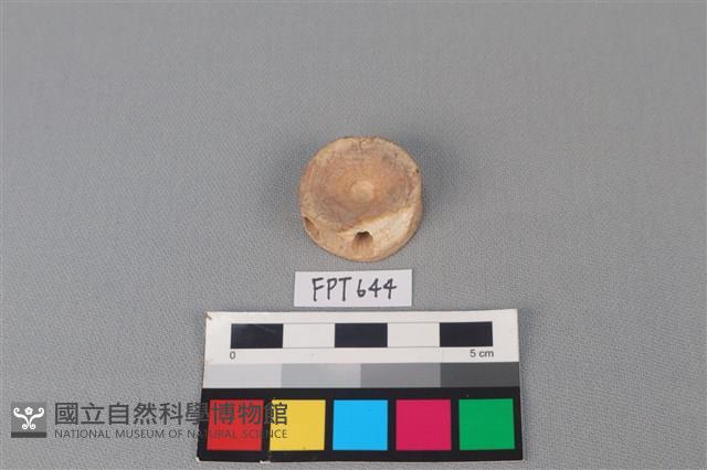 鯊魚骨藏品圖，第1張