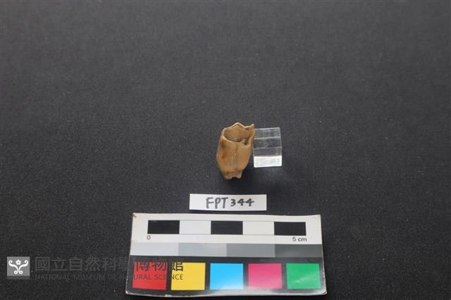 鹿骨藏品圖，第1張
