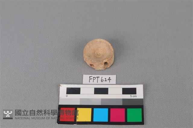 鯊魚骨藏品圖，第1張