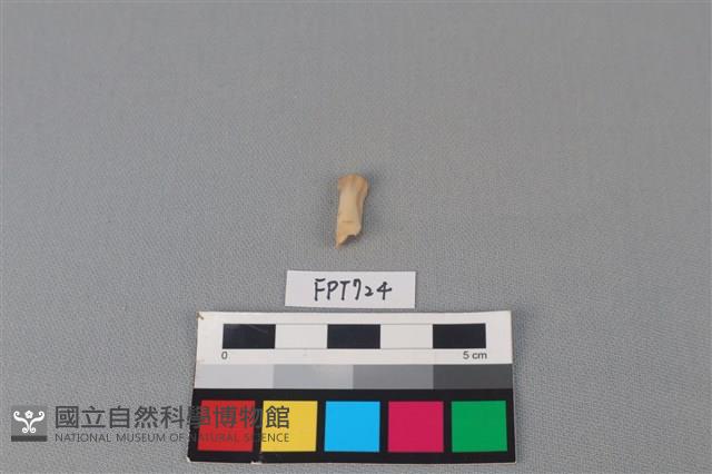 鹿骨藏品圖，第1張