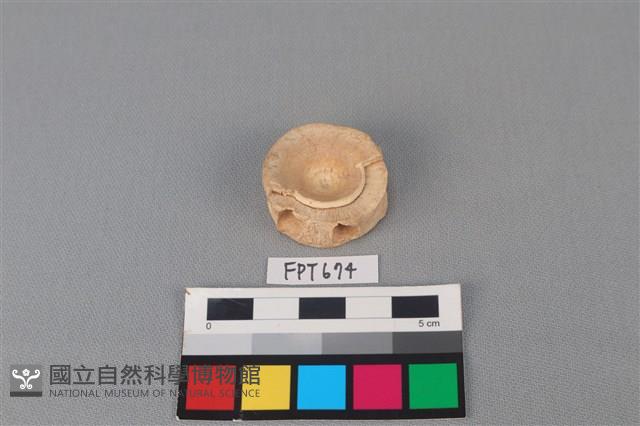 鯊魚骨藏品圖，第1張