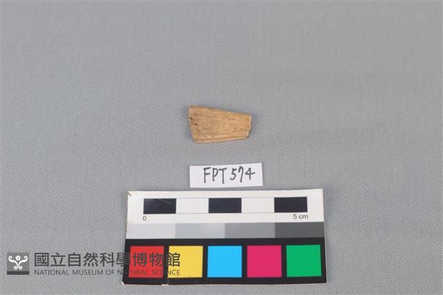 魚骨藏品圖，第1張