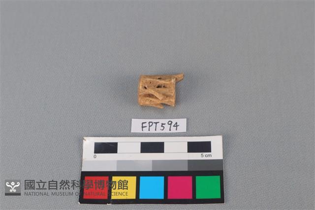 魚骨藏品圖，第1張