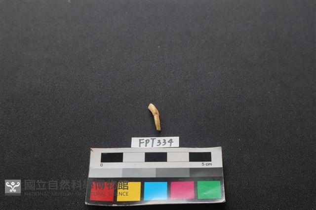 鹿骨藏品圖，第1張