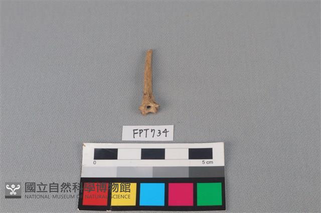鯊魚骨藏品圖，第1張