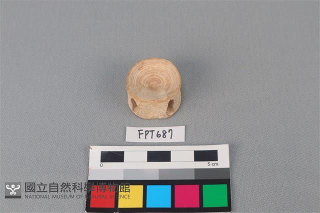 鯊魚骨藏品圖，第1張