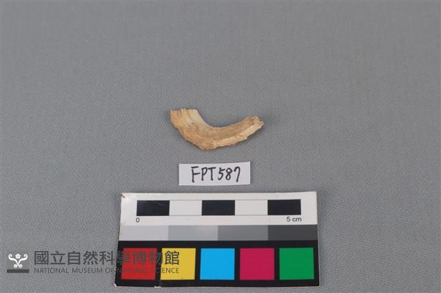 鯊魚骨藏品圖，第1張