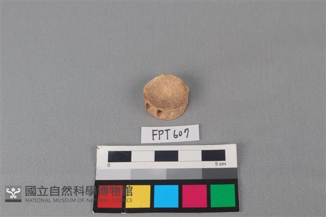 鯊魚骨藏品圖，第1張
