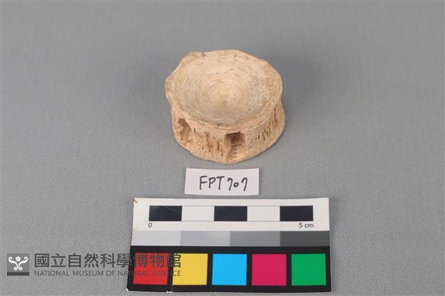 鯊魚骨藏品圖，第1張