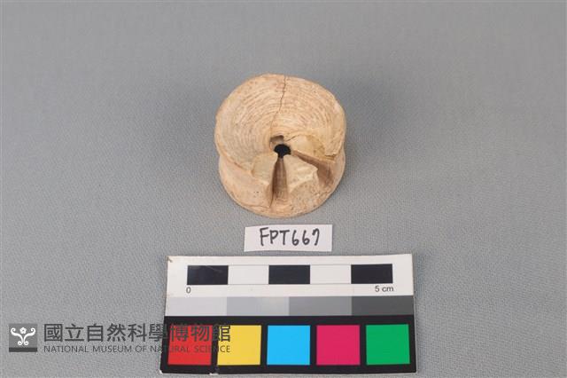 鯊魚骨藏品圖，第1張