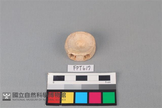 鯊魚骨藏品圖，第1張